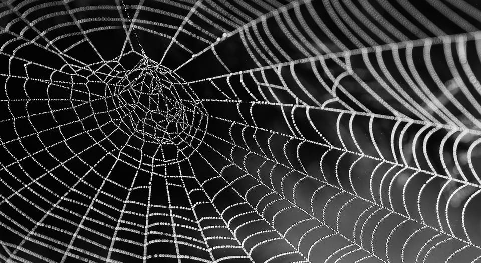 cobweb