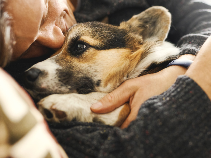 california pet custody