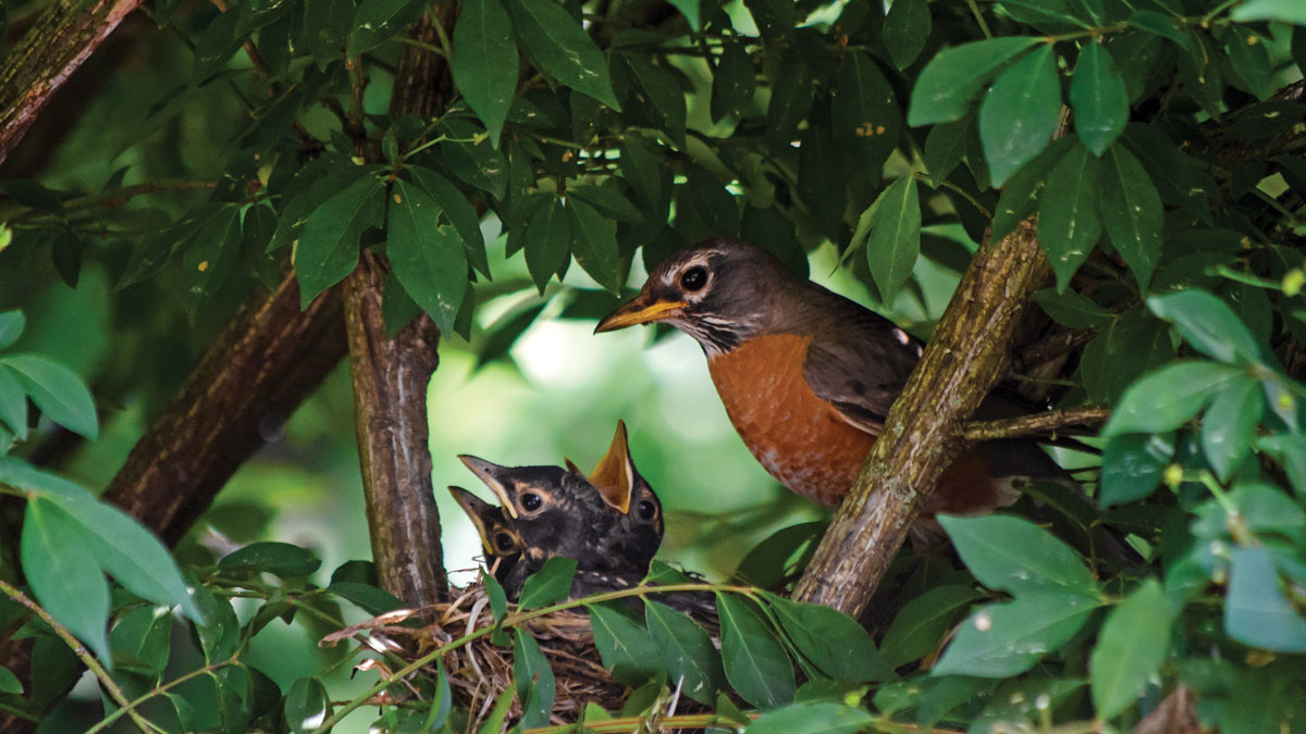 Featured image for “Child Custody: What is Birdnesting?”